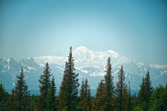 A photo of trees with a mountain range in the background